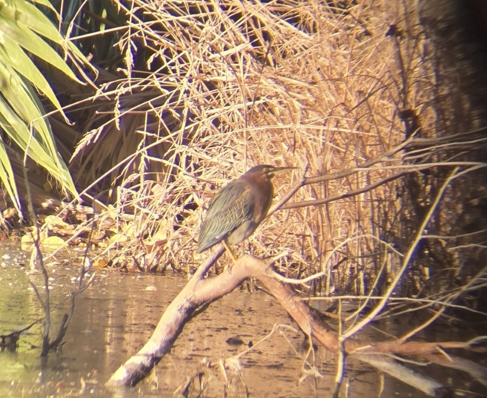 Чапля зелена - ML647186395