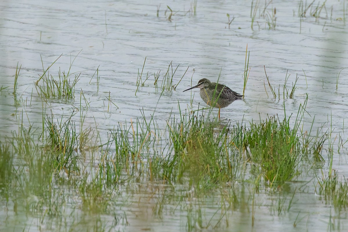 Коловодник чорний - ML647186396