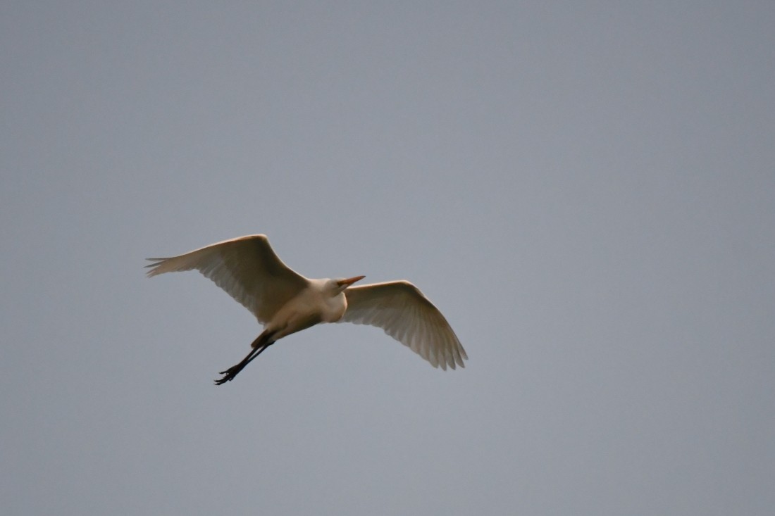 Чапля велика - ML647186397