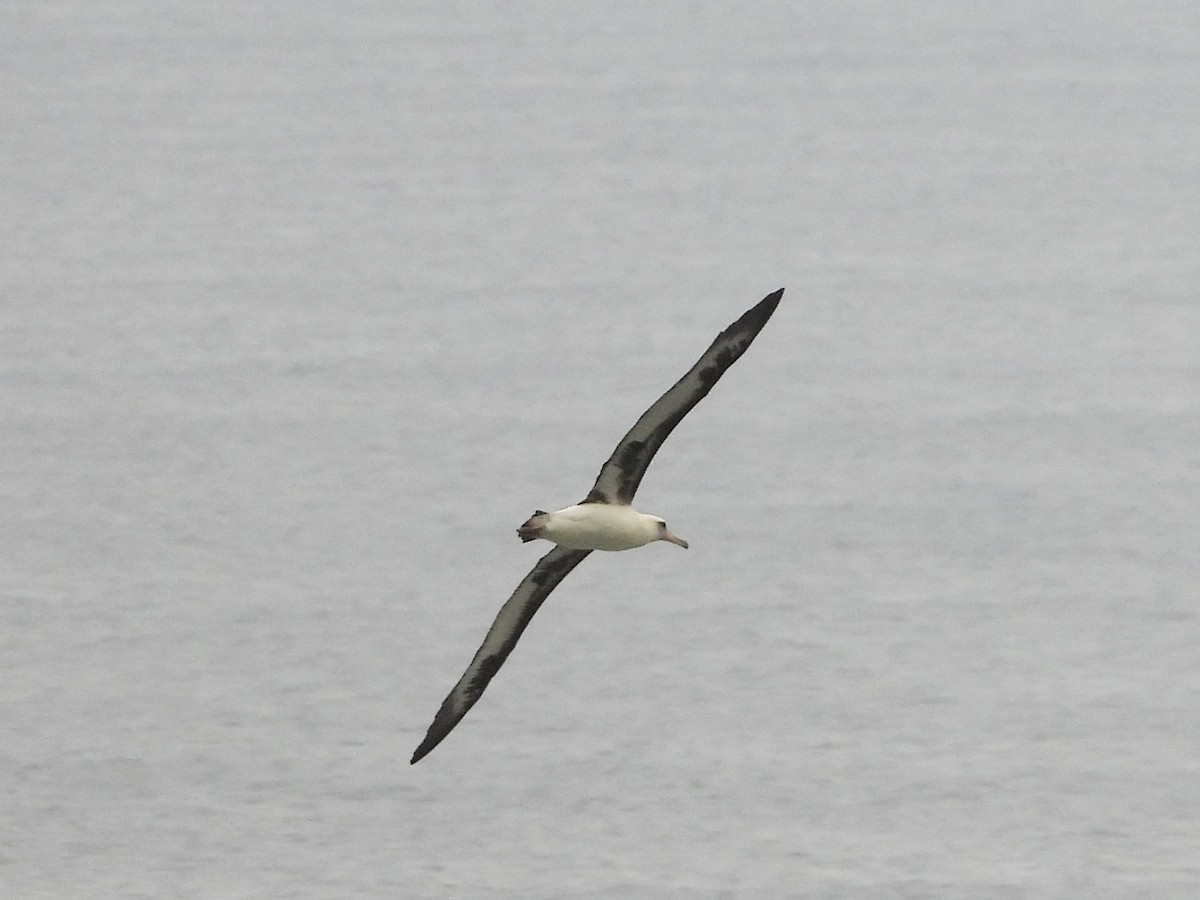 Альбатрос гавайський - ML647186398