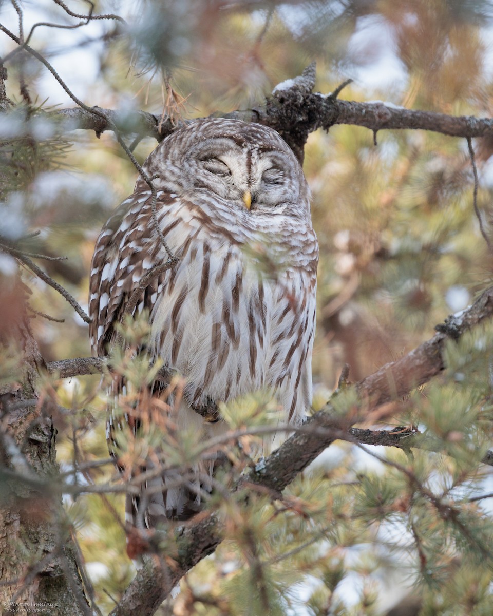 Сова неоарктична - ML647186399