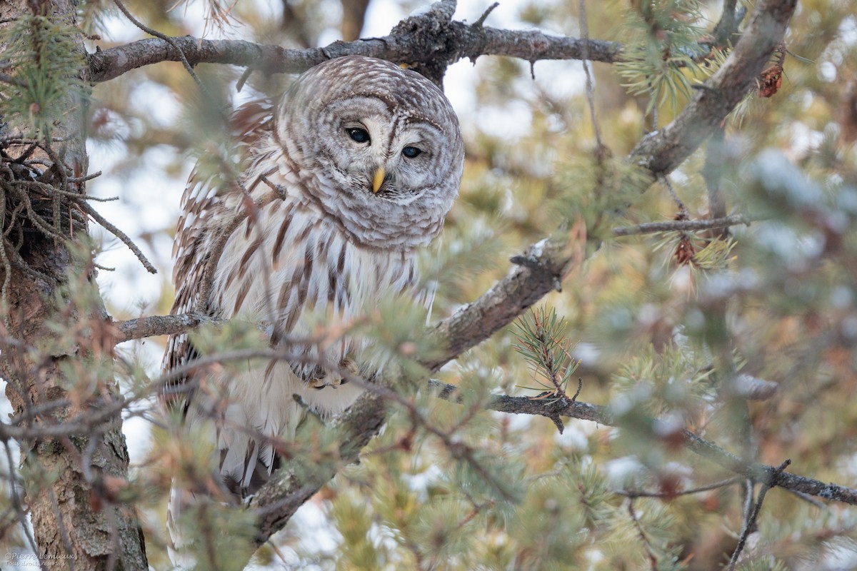 Сова неоарктична - ML647186400