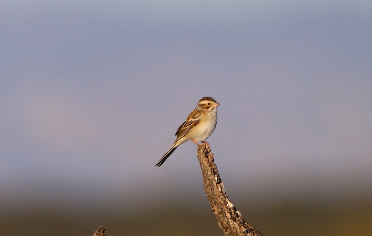 Карнатка бліда - ML647186401