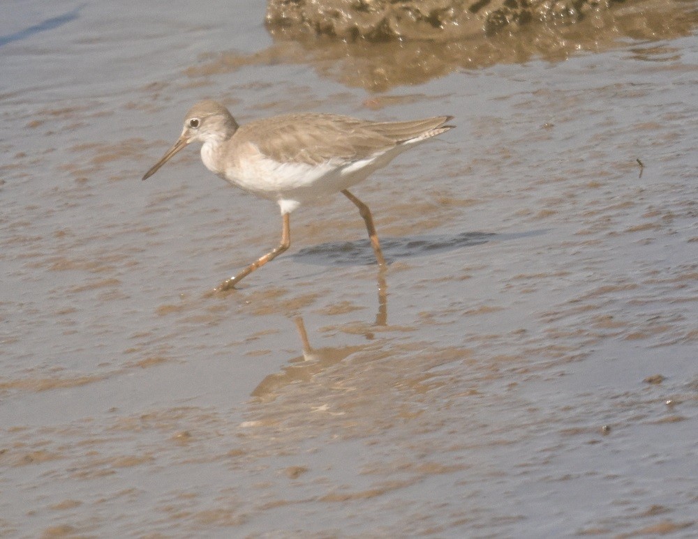 Коловодник звичайний - ML647186402