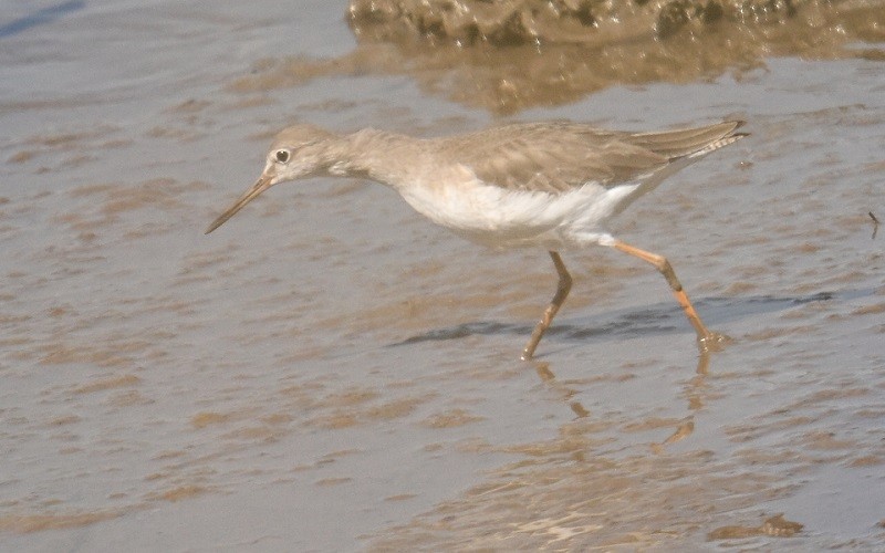 Коловодник звичайний - ML647186403