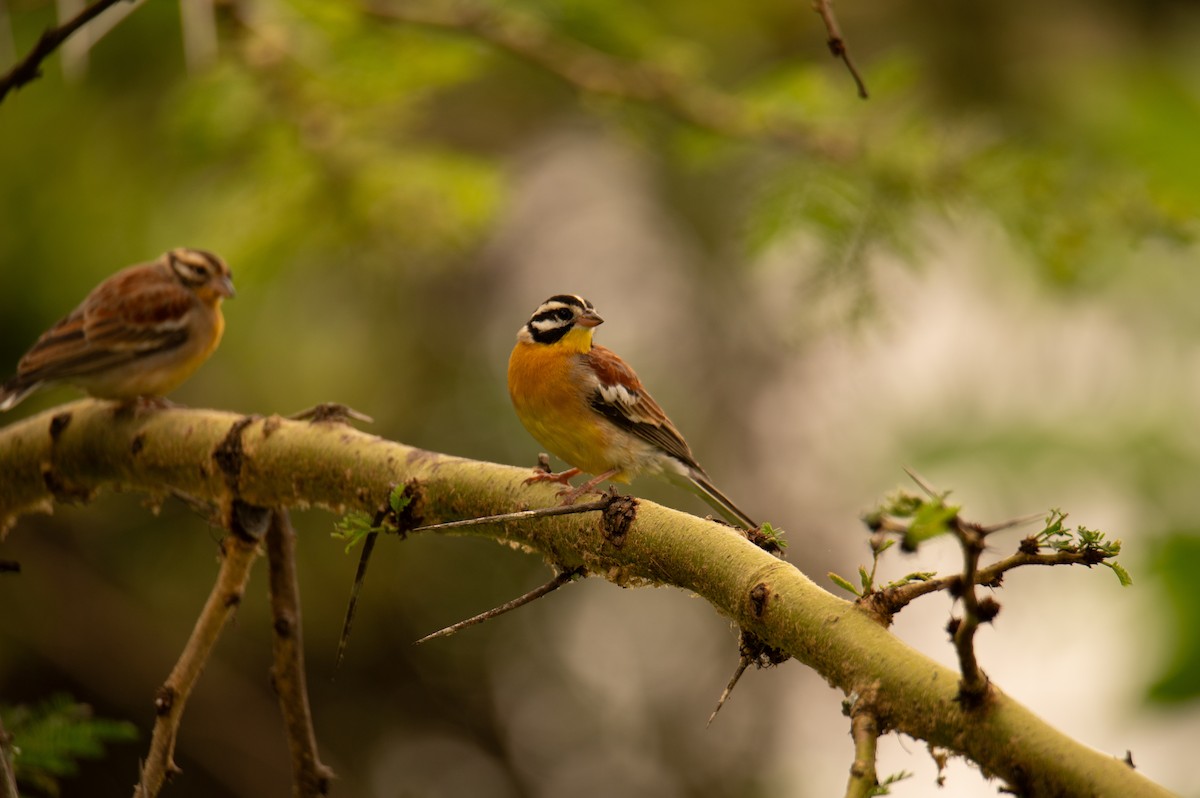 Вівсянка жовточерева - ML647186406