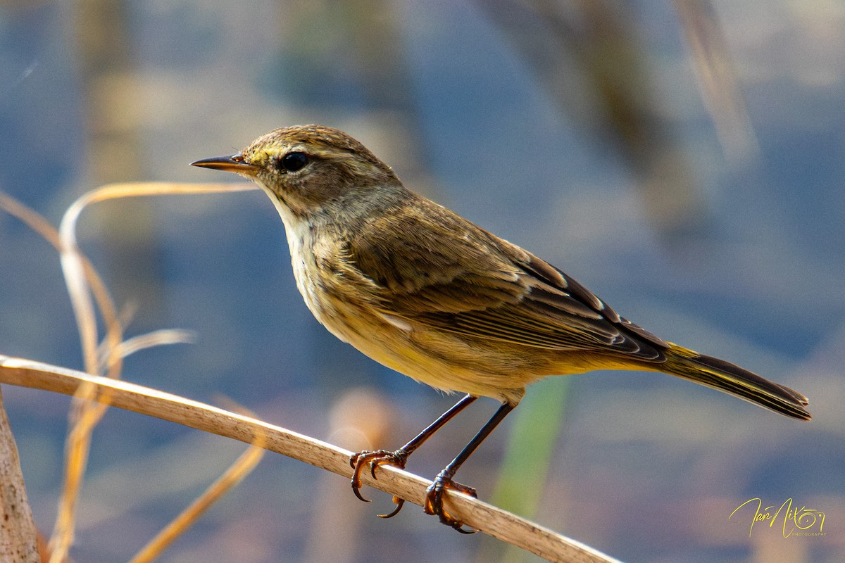 Пісняр-лісовик рудоголовий - ML647186407