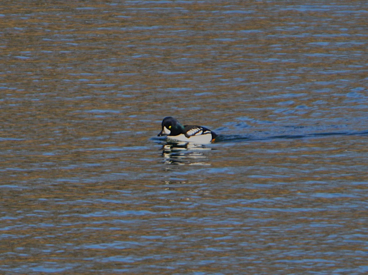 Barrow's Goldeneye - ML647186410