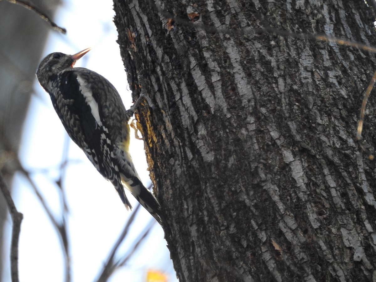 Дятел-смоктун жовточеревий - ML647186411