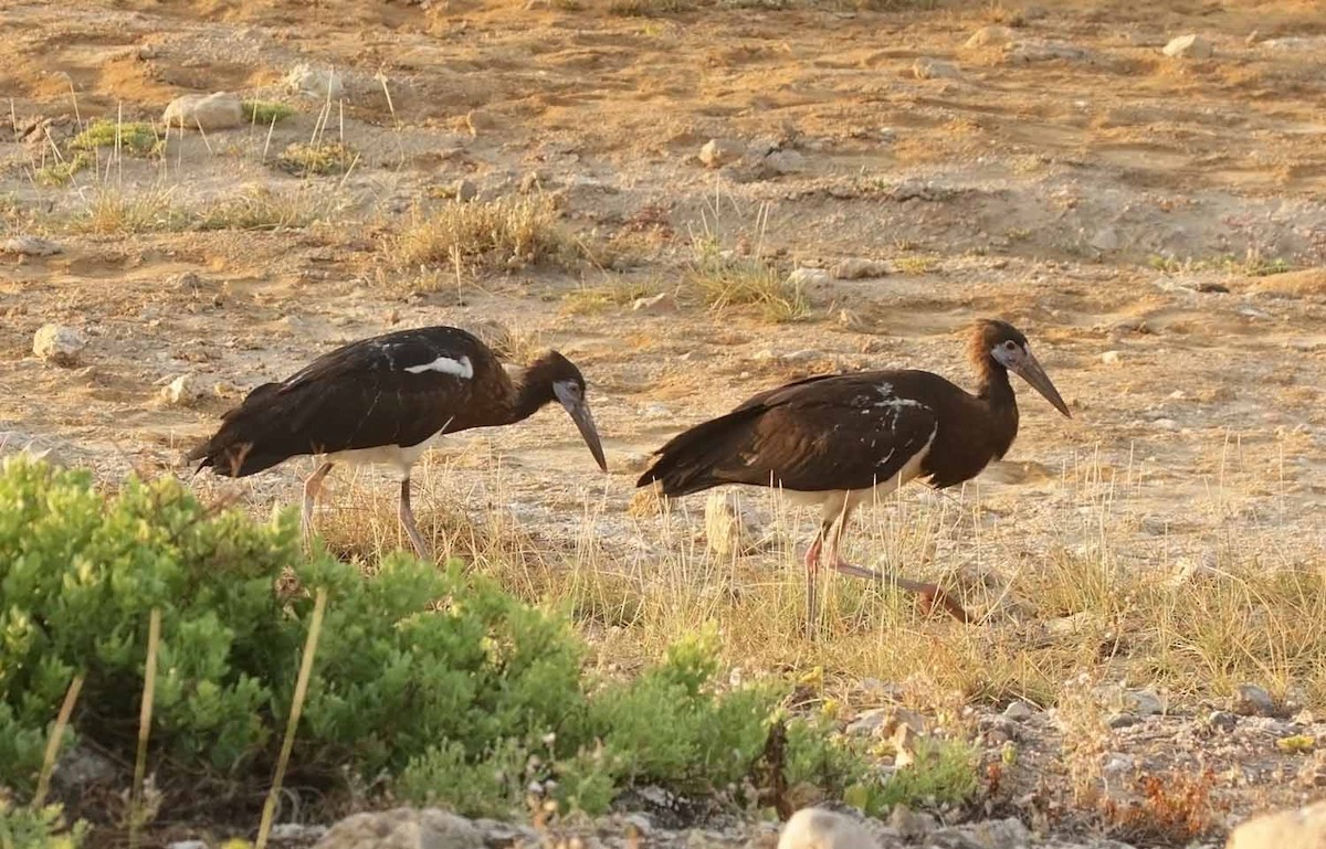 Лелека африканський - ML647186412