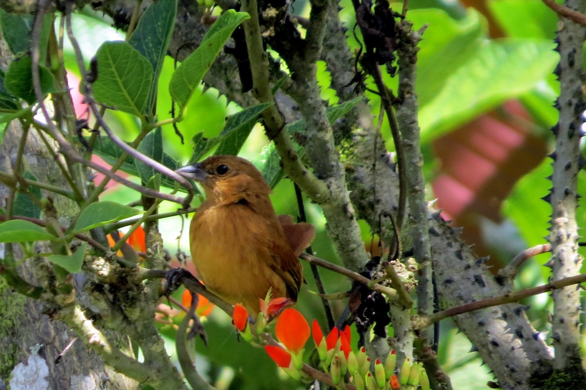 Танагра-жалібниця велика - ML647186413
