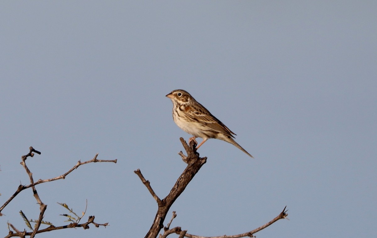 Vesper Sparrow - ML647186414