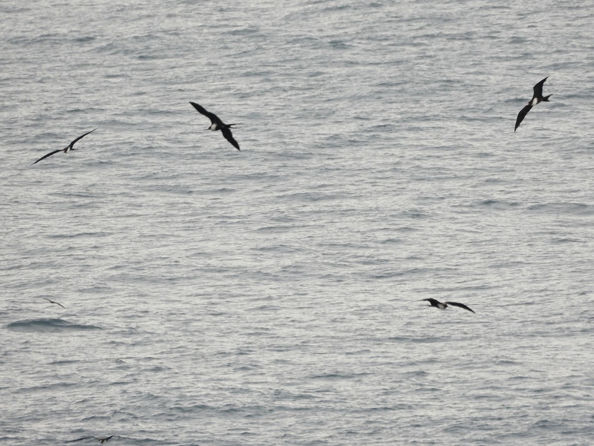 Фрегат тихоокеанський - ML647186415