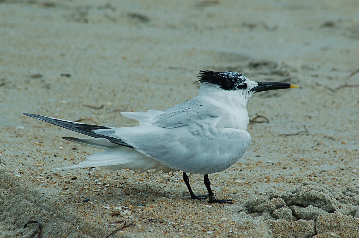 Крячок рябодзьобий (підвид acuflavidus) - ML647186416