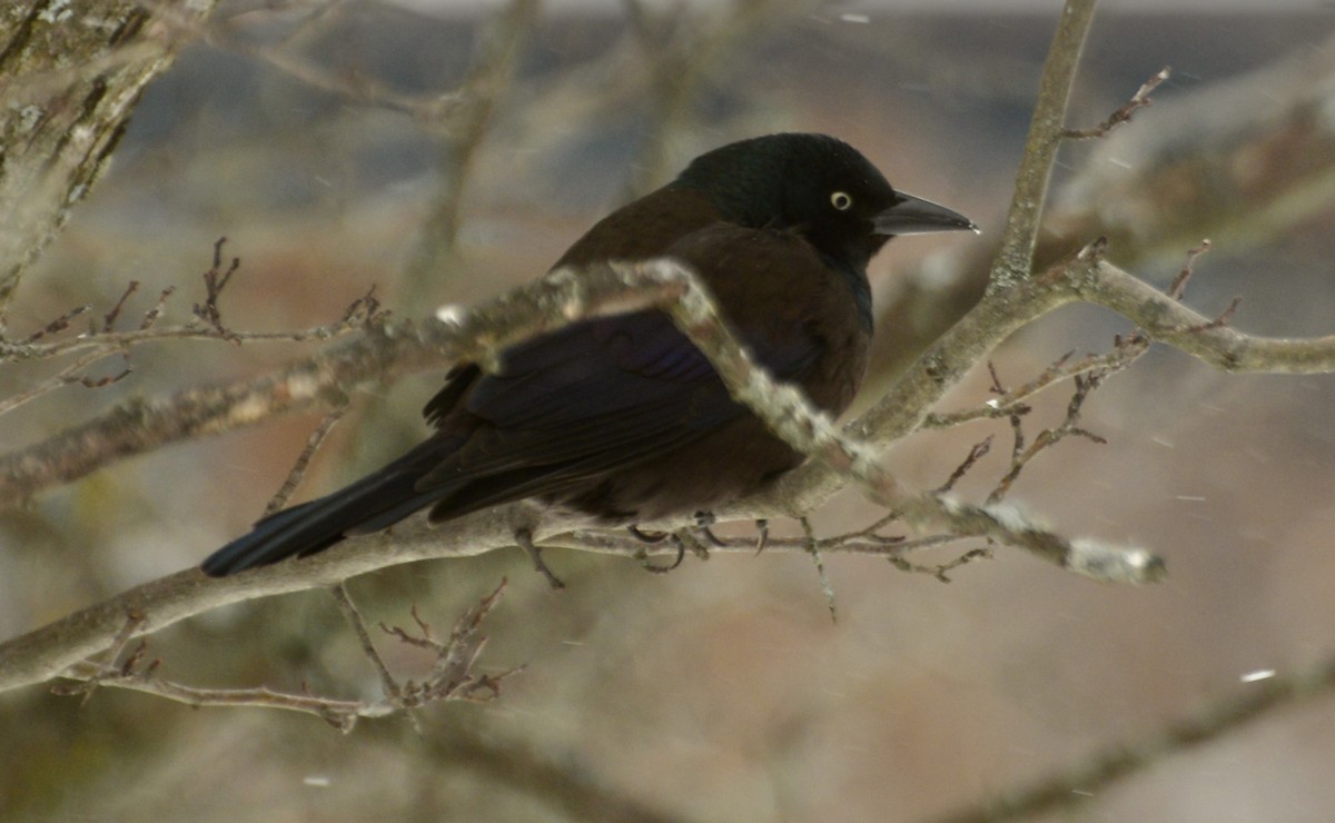 Common Grackle - ML647186417