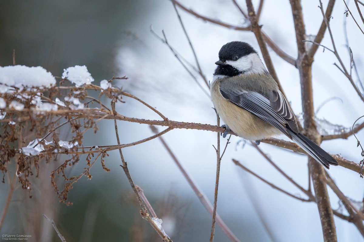 Гаїчка світлокрила - ML647186421