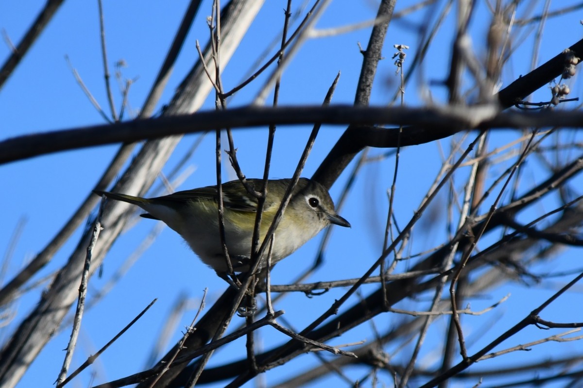 Віреон зеленоспинний - ML647186422