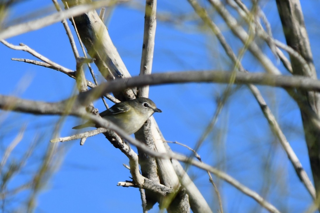 Віреон зеленоспинний - ML647186423