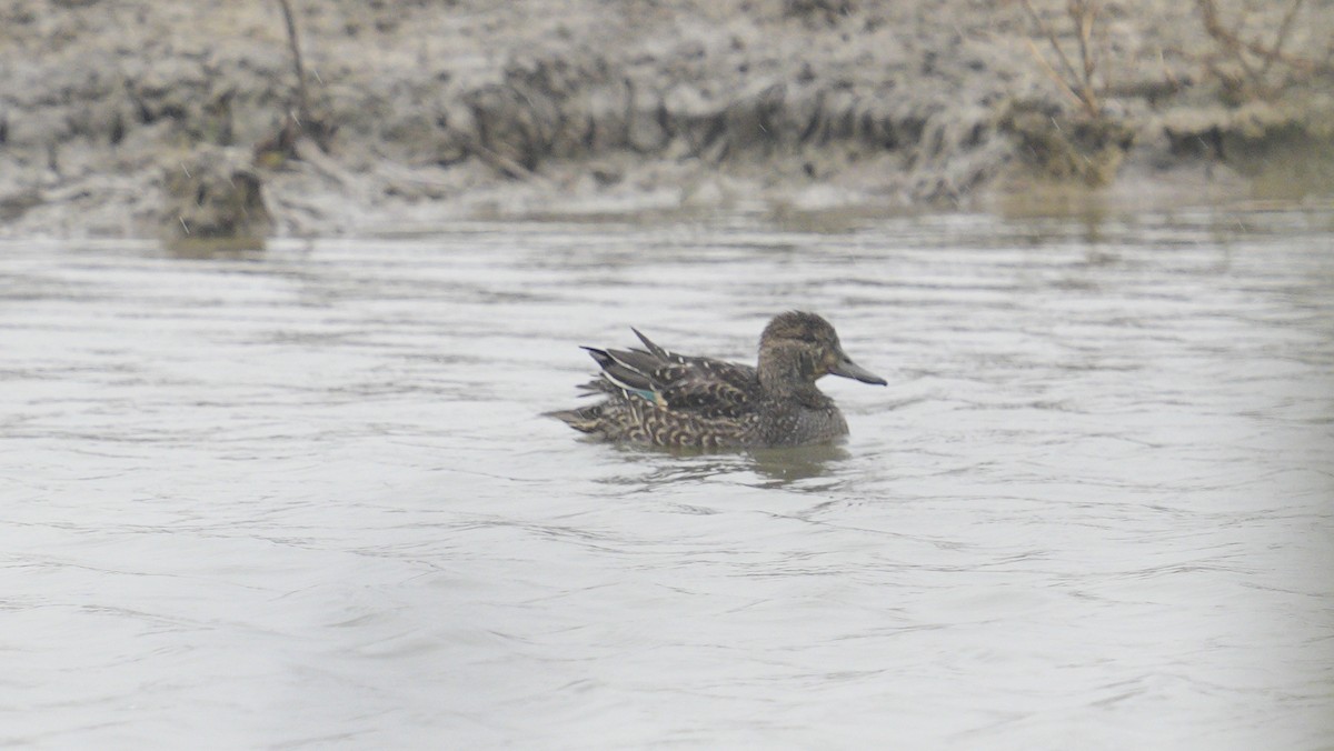 Чирянка мала - ML647186424