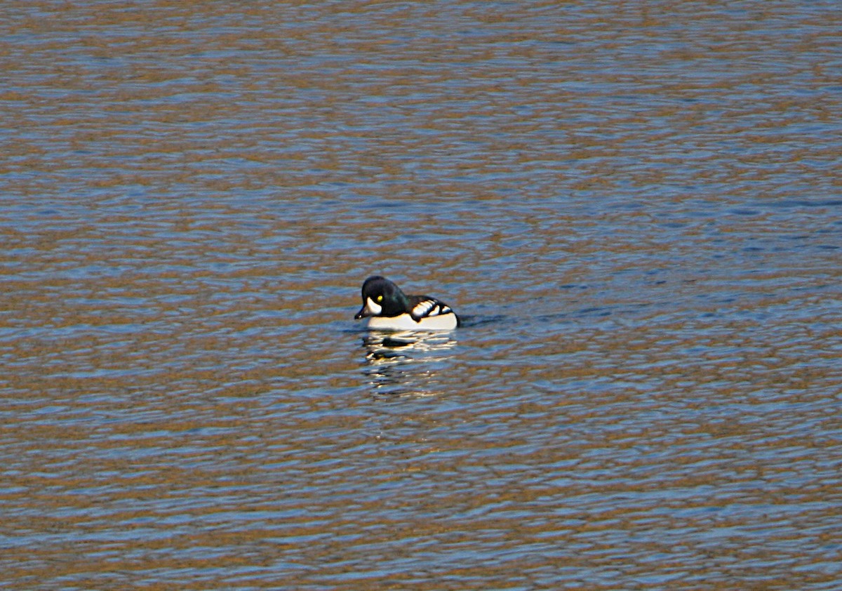 Barrow's Goldeneye - ML647186426