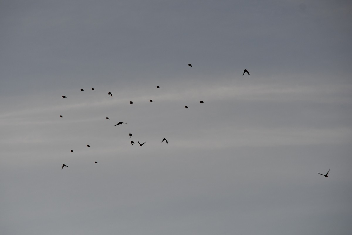 Bronzed Cowbird - ML647186438