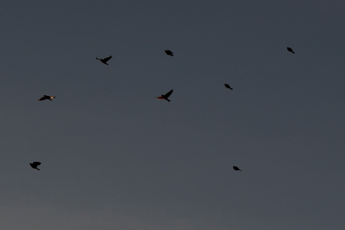 Bronzed Cowbird - ML647186439