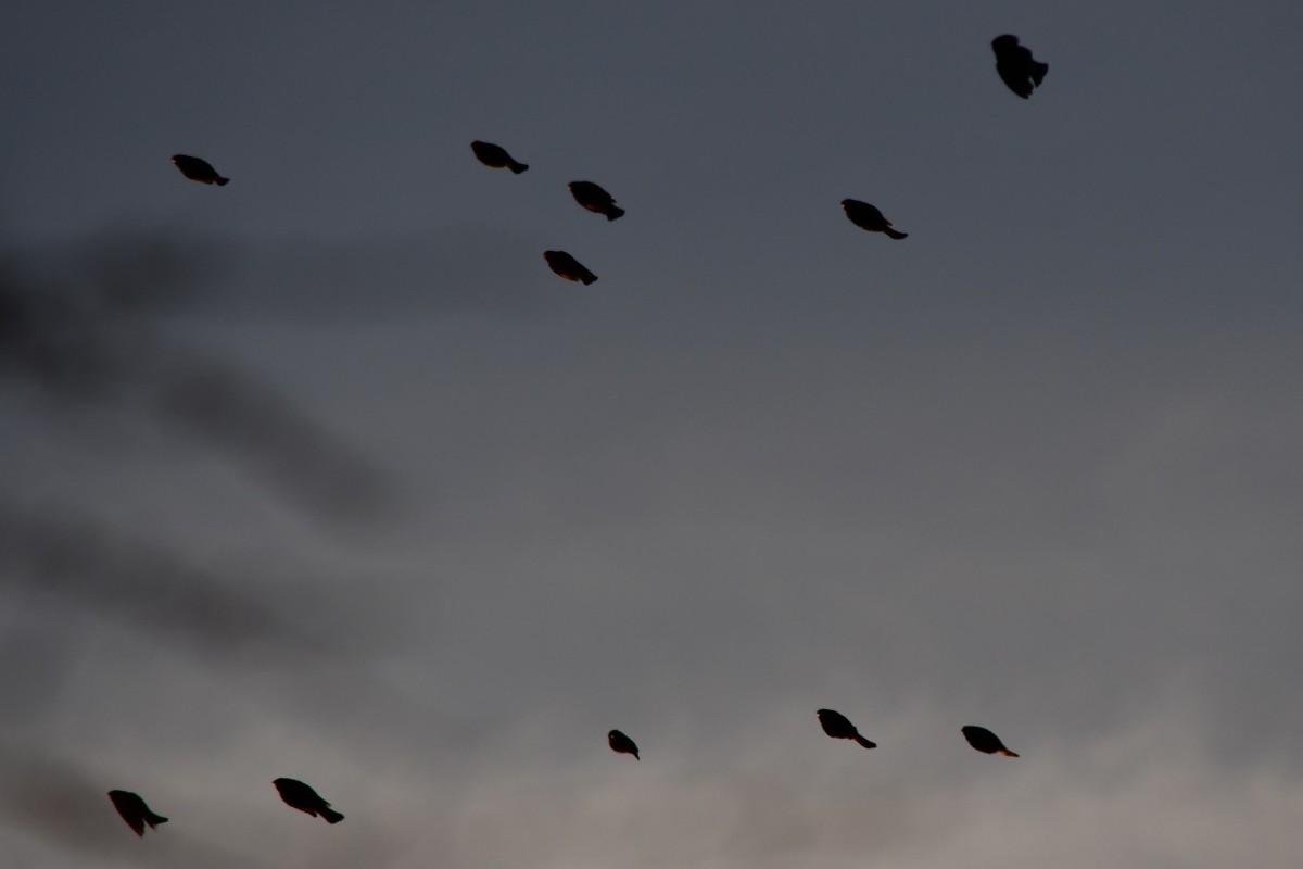 Bronzed Cowbird - ML647186440