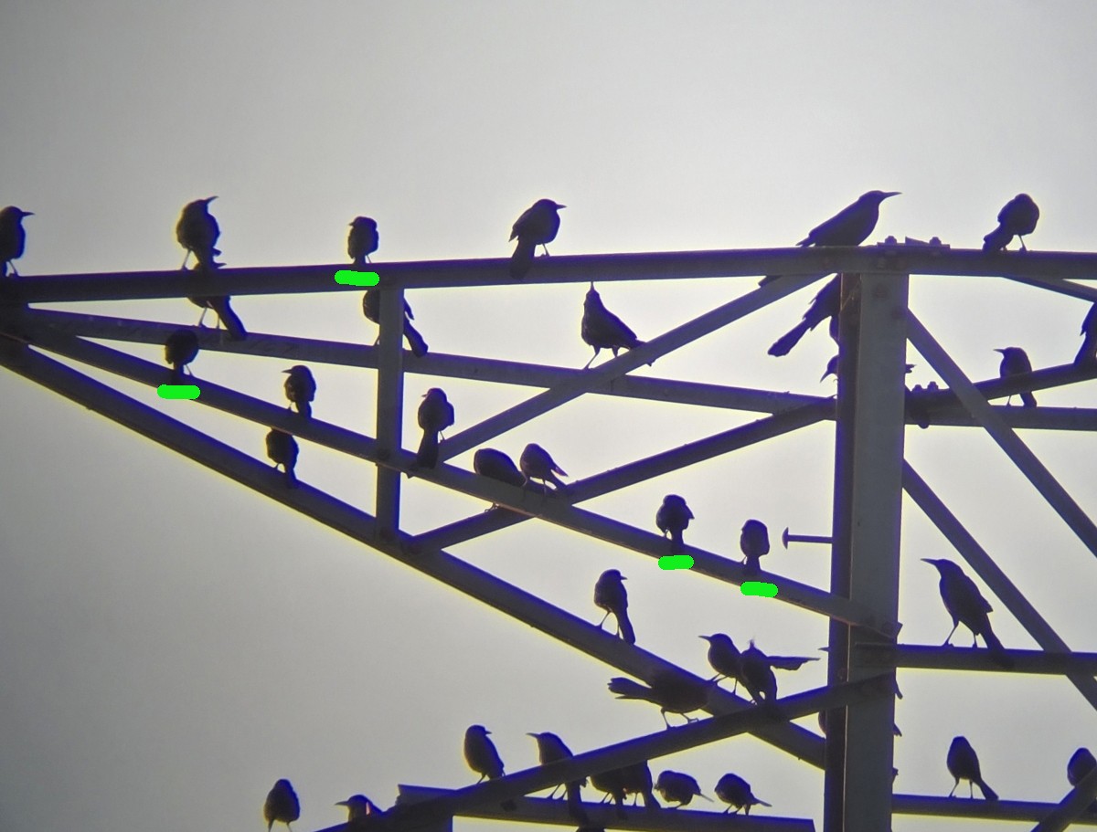 Bronzed Cowbird - ML647186441