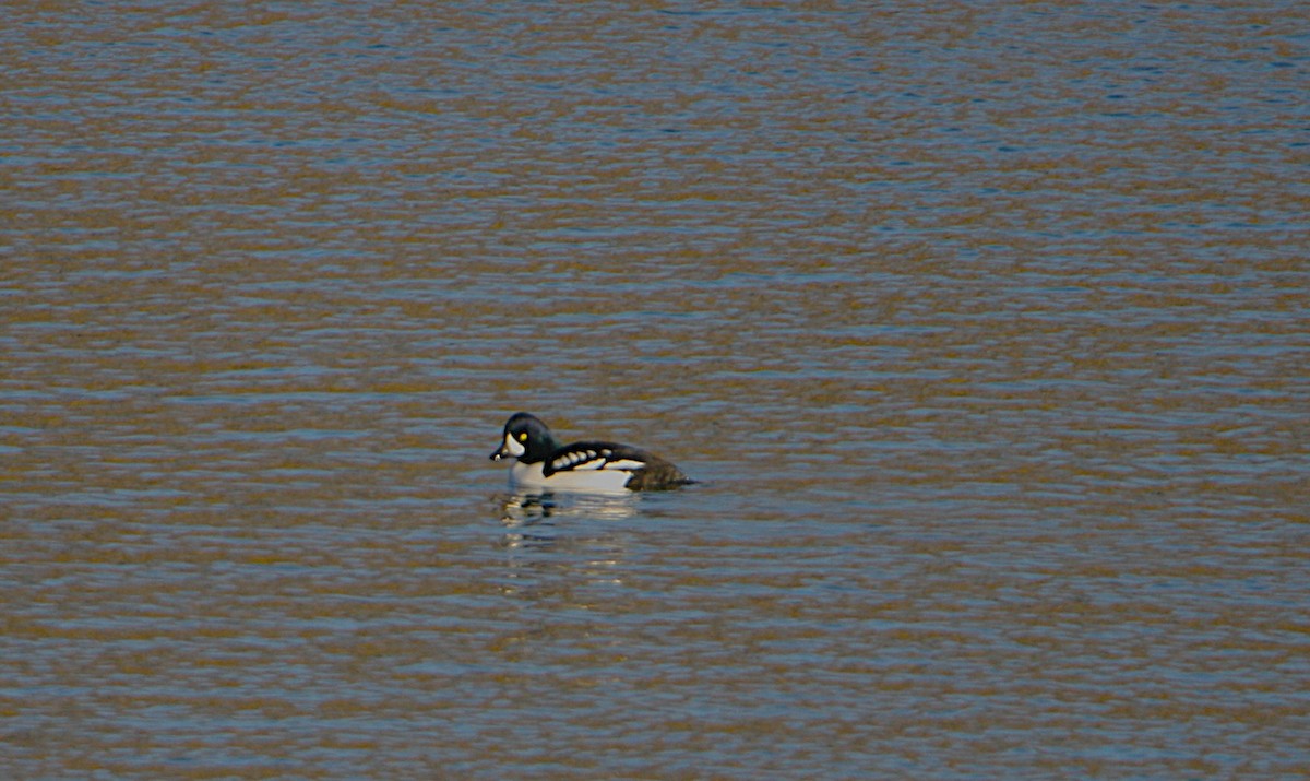 Barrow's Goldeneye - ML647186444