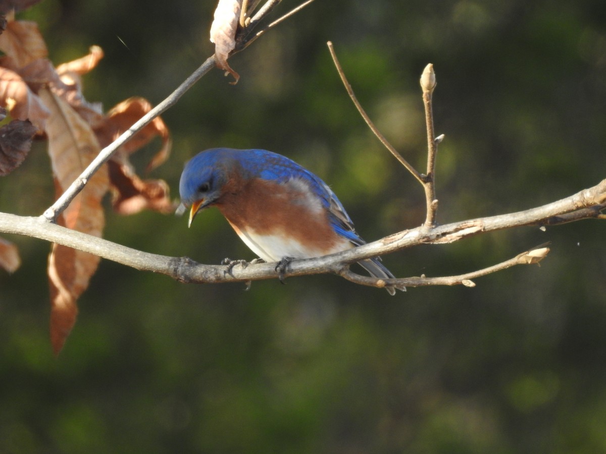 Eastern Bluebird - ML647186456
