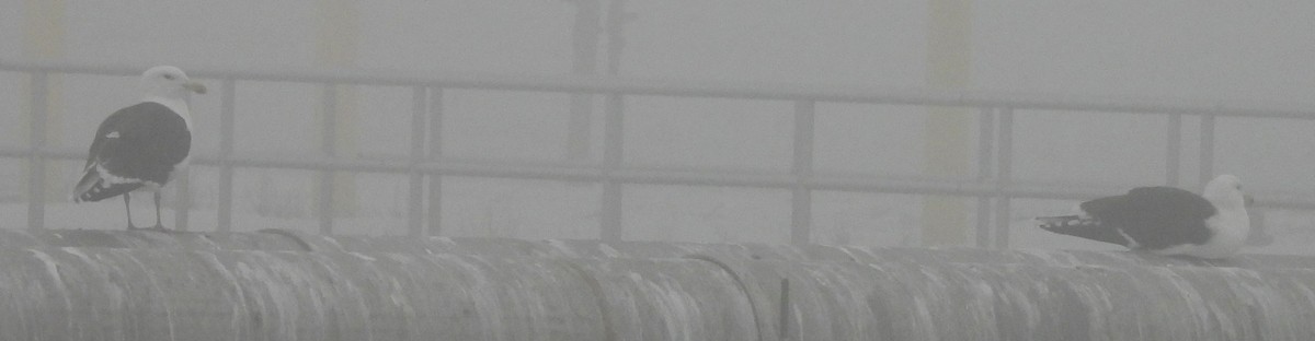 Great Black-backed Gull - ML647186461