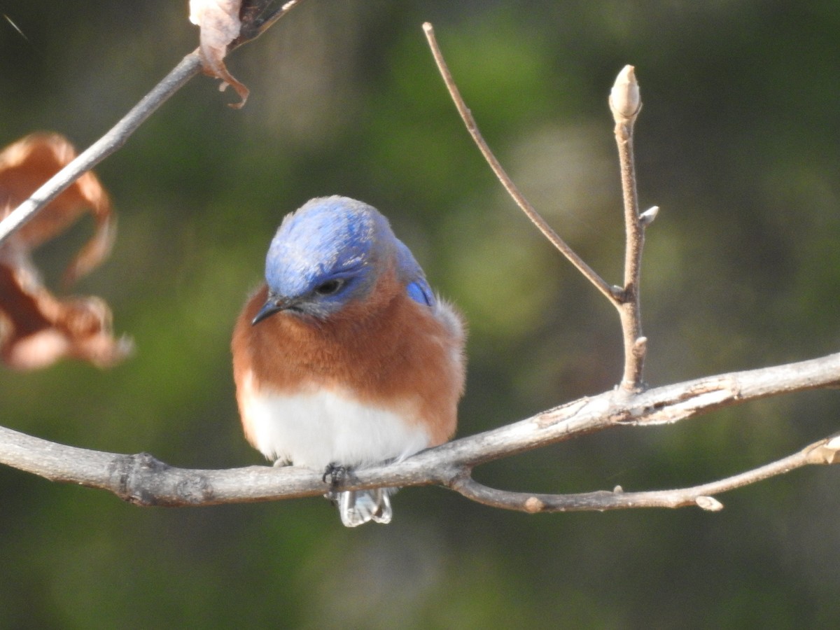 Eastern Bluebird - ML647186465