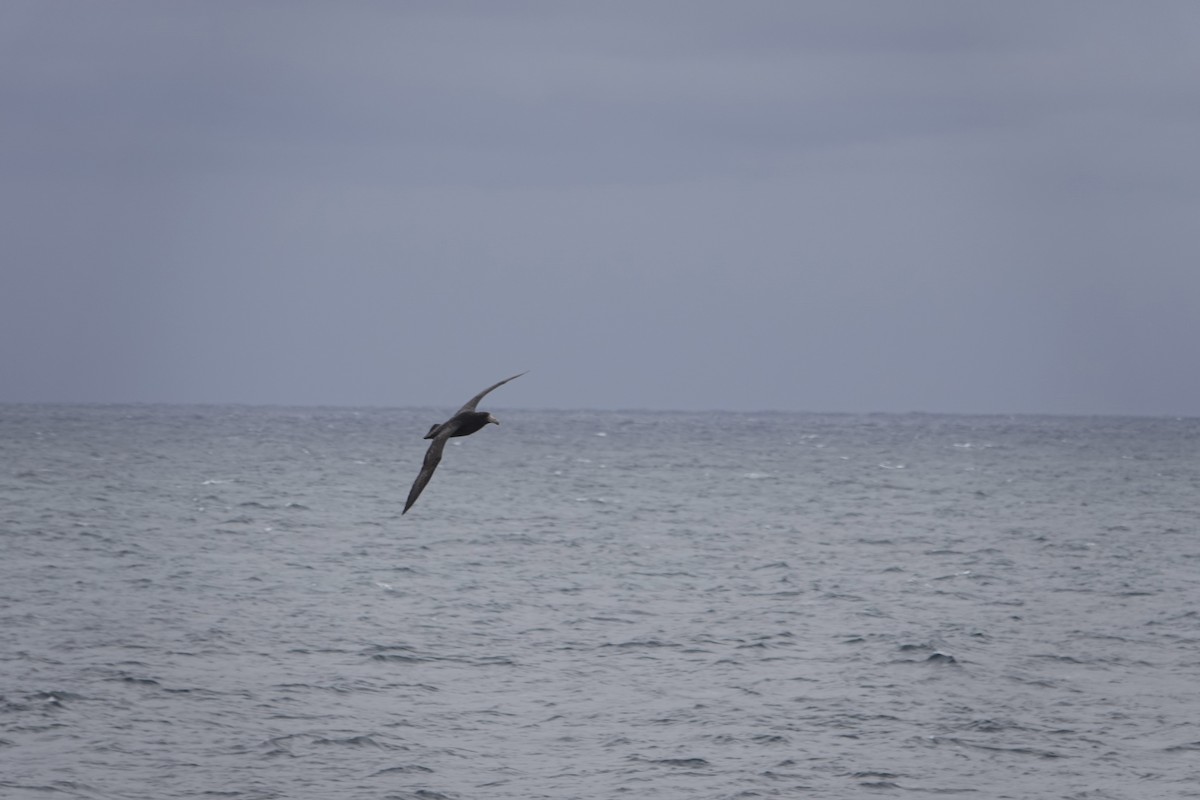 Southern Giant-Petrel - ML647186483
