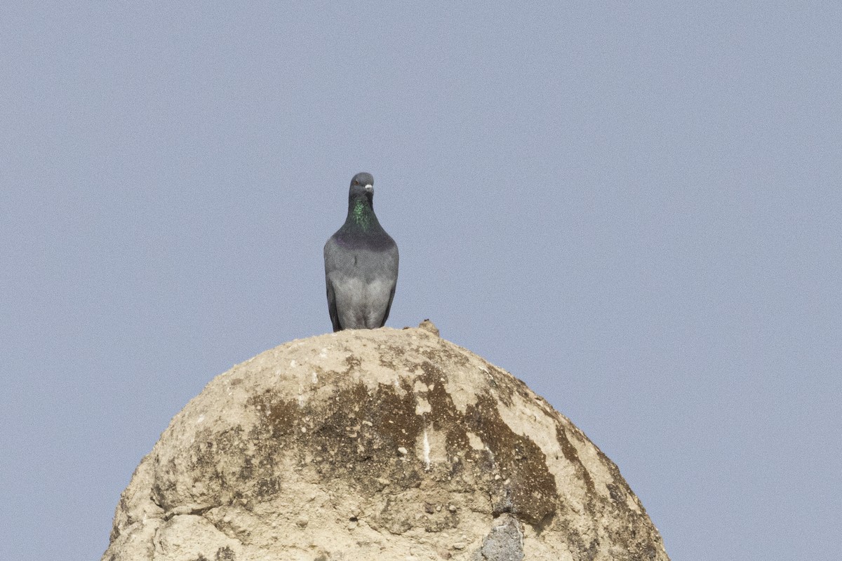 יונת סלעים - ML647186487