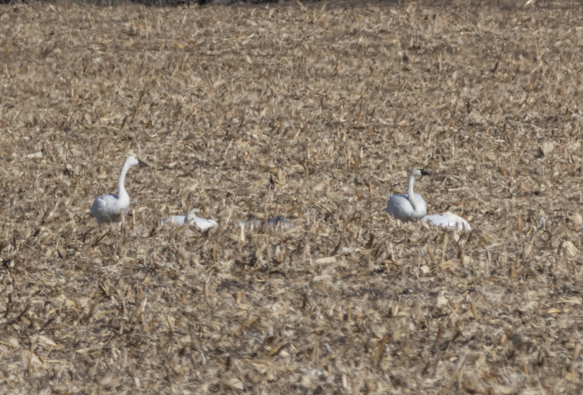 Tundra Swan - ML647186492