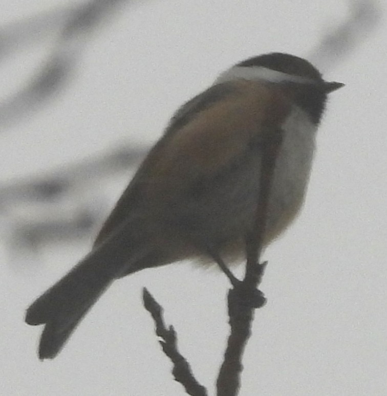 Black-capped Chickadee - ML647186493