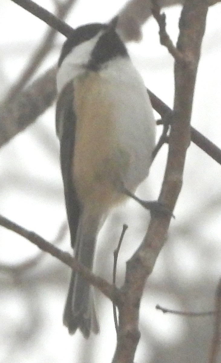 Black-capped Chickadee - ML647186496