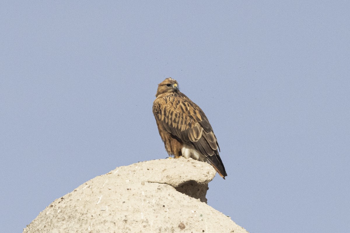 Kızıl Şahin - ML647186497