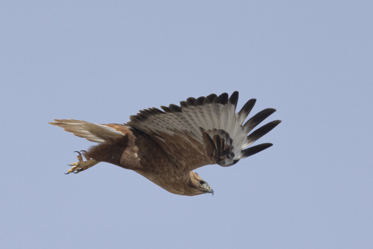 Kızıl Şahin - ML647186498