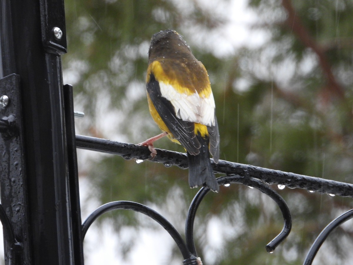 Evening Grosbeak - ML647186521