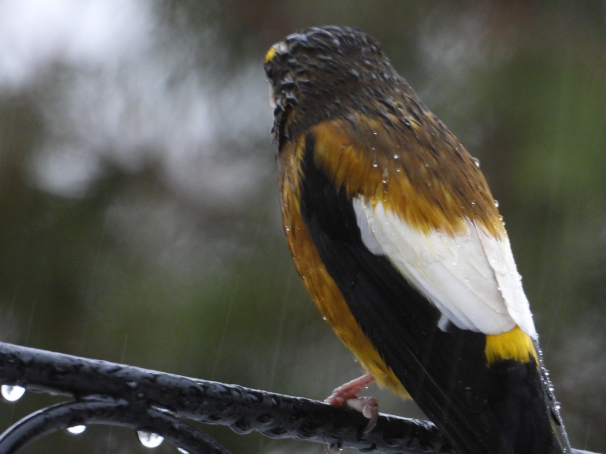 Evening Grosbeak - ML647186522