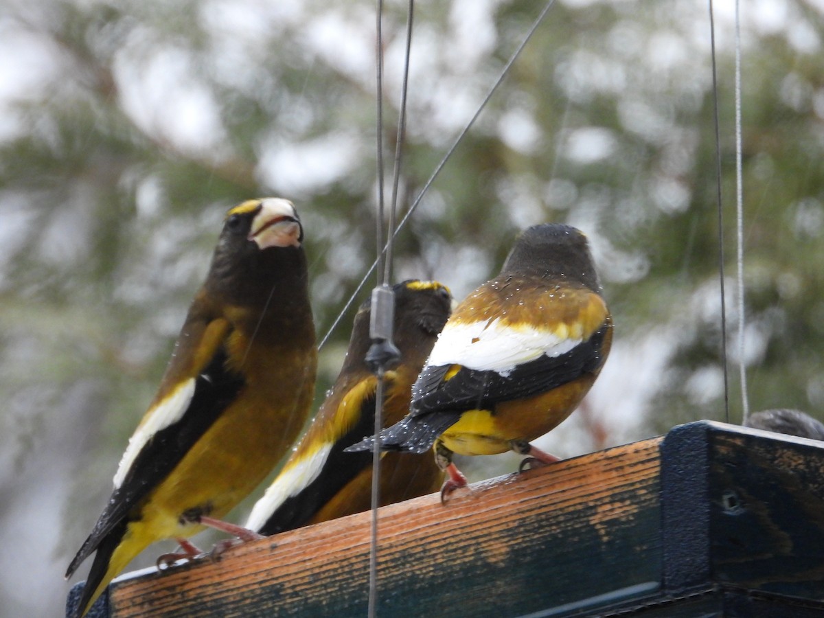 Evening Grosbeak - ML647186523
