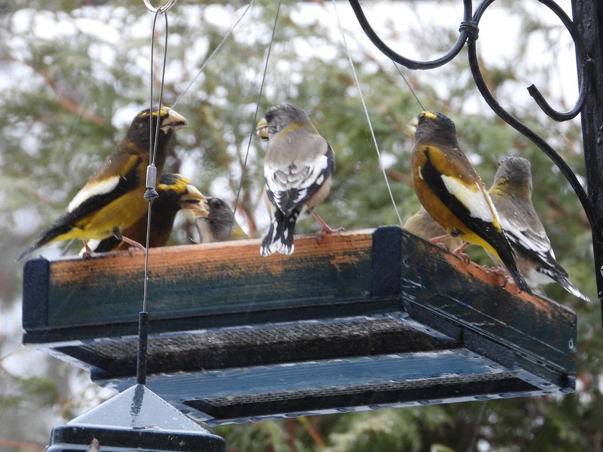 Evening Grosbeak - ML647186524