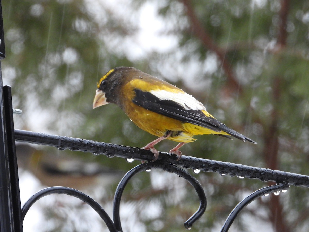 Evening Grosbeak - ML647186525
