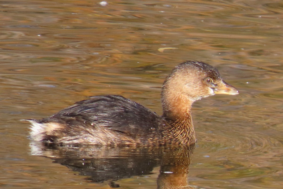 Pied-billed Grebe - ML647186528