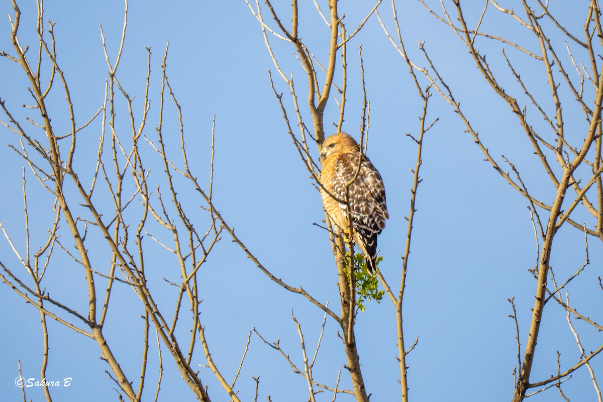 káně páskovaná - ML647186556