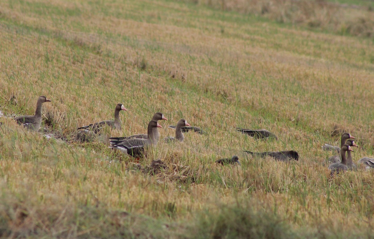 Greater White-fronted Goose - ML647186560