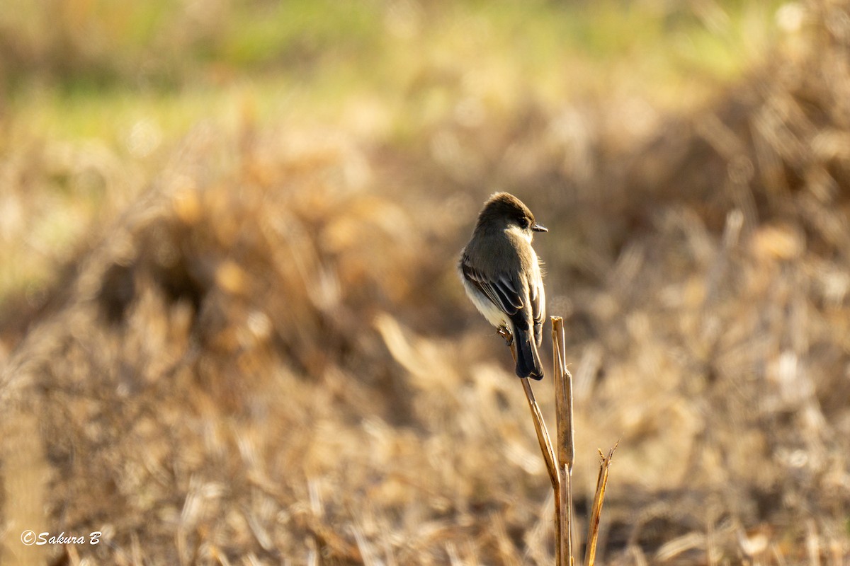 tyranovec domácí - ML647186564