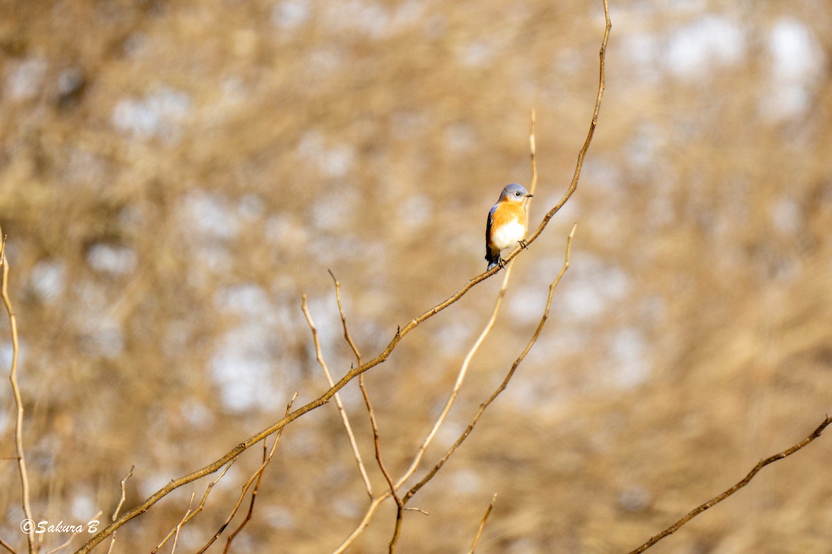 Eastern Bluebird - ML647186576