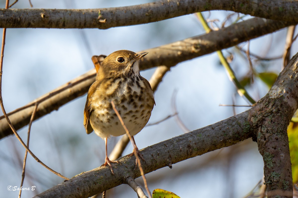 Дрізд-короткодзьоб плямистоволий - ML647186586
